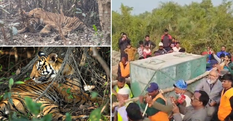 সুন্দরবনে হরিণ শিকারের ফাঁদে আটকা পড়া সেই বাঘ উদ্ধার