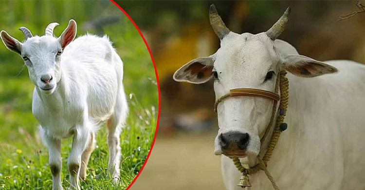 পশ্চিমবঙ্গে গরুসহ সব ধরনের পশু জবাই নিষিদ্ধ করলো বিজেপি সরকার