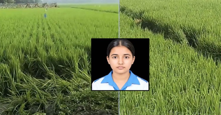 প্রাণ বাঁচাতে একের পর এক ধানক্ষেতে দৌড়েছিল তাজমিন, তবু শেষ রক্ষা হয়নি