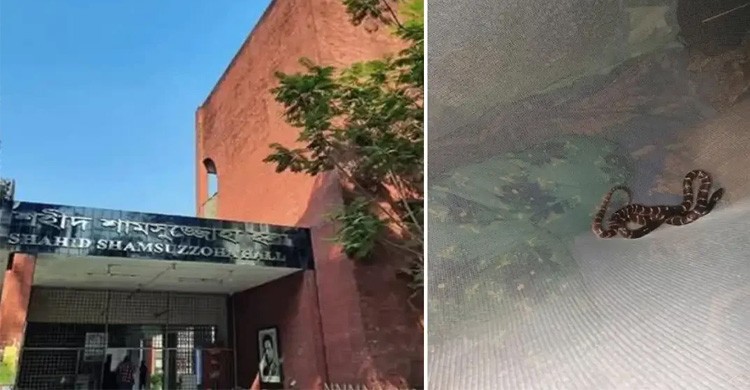 গভীর রাতে রাবি শিক্ষার্থীর মশারির ওপরে বিষধর কালাচ সাপ, অতঃপর...