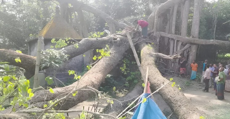 রংপুরে ঘরের ওপর গাছ পড়ে মায়ের মৃত্যু, পাশেই ঘুমিয়েছিল ৮ মাসের শিশু