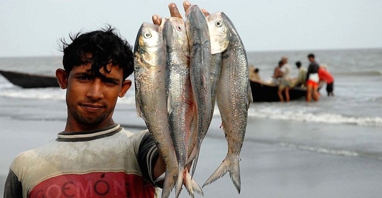 ভারতে ইলিশ পাঠানোর কারণ জানালেন মৎস্য উপদেষ্টা
