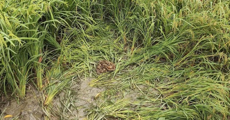 প্রতিবন্ধী তরুণীকে দলবদ্ধ ধর্ষণ, হাত-পা বাঁধা অবস্থায় ধানক্ষেত থেকে উদ্ধার