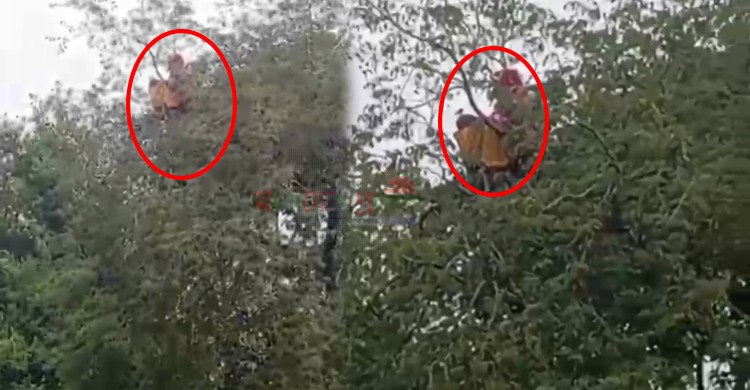 নিখোঁজের পরদিন তেঁতুল গাছের মগডালে নারী উদ্ধার, কুড়িগ্রামে চাঞ্চল্য